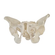 pelvis-masculina-adulta-xc-123-de-Human3D