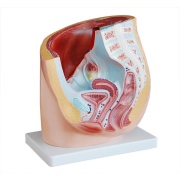 seccion-de-pelvis-femenina-humana-xc-332a-de-Human3D