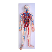sistema-circulatorio-xc-322-de-Human3D