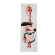 sistema-digestivo-xc-315-de-Human3D