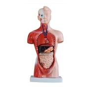 torso-de-15-partes-y-26cm-xc-203-de-Human3D