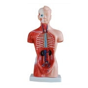 torso-de-15-partes-y-26cm-xc-203-de-Human3D2