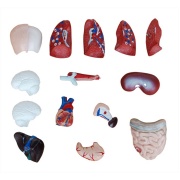 torso-de-15-partes-y-26cm-xc-203-de-Human3D3