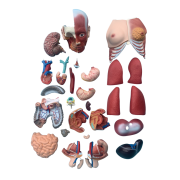torso-unisex-con-musculos-85cm-30-partes-xc-210-de-Human3D-2