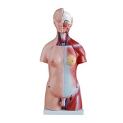 torso-unisex-de-45cm-23piezas-xc-205-de-Human3D