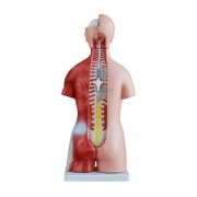 torso-unisex-de-45cm-23piezas-xc-205-de-Human3D2