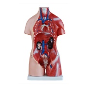 torso-unisex-de-45cm-23piezas-xc-205-de-Human3D3