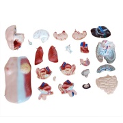 torso-unisex-de-45cm-23piezas-xc-205-de-Human3D4