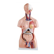 torso-unisex-de-85-cm-23-piezas-xc-204-de-Human3D-1