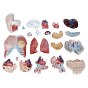 torso-unisex-de-85-cm-23-piezas-xc-204-de-Human3D-2