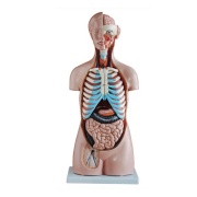 torso_sin_sexo_de_85_cm__20_partes_xc-206__human3d-1