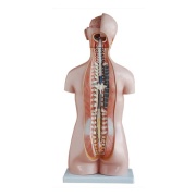 torso_sin_sexo_de_85_cm__20_partes_xc-206__human3d-2