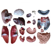 torso_sin_sexo_de_85_cm__20_partes_xc-206__human3d-4