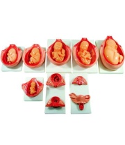 el-proceso-de-desarrollo-del-feto-xc-414-human3d