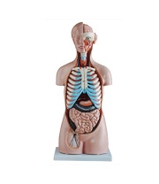 torso_sin_sexo_de_85_cm__20_partes_xc-206__human3d-1