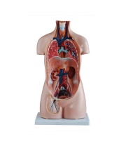 torso_sin_sexo_de_85_cm__20_partes_xc-206__human3d-3