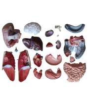 torso_sin_sexo_de_85_cm__20_partes_xc-206__human3d-4