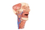 cabeza-columna-visceral-del-cuello-mp1670-erler-zimmer