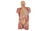 diseccion-profunda-de-la-pared-posterior-del-cuerpo-ventral-mp1410-de-erler-zimmer